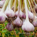 Lower Price Planting Garlic Farm Supply